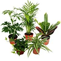 Los mejores  - Large set of room plants with 5 plants - 9cm